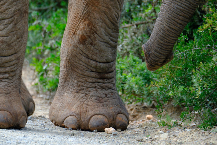 Shamwari elephant feet